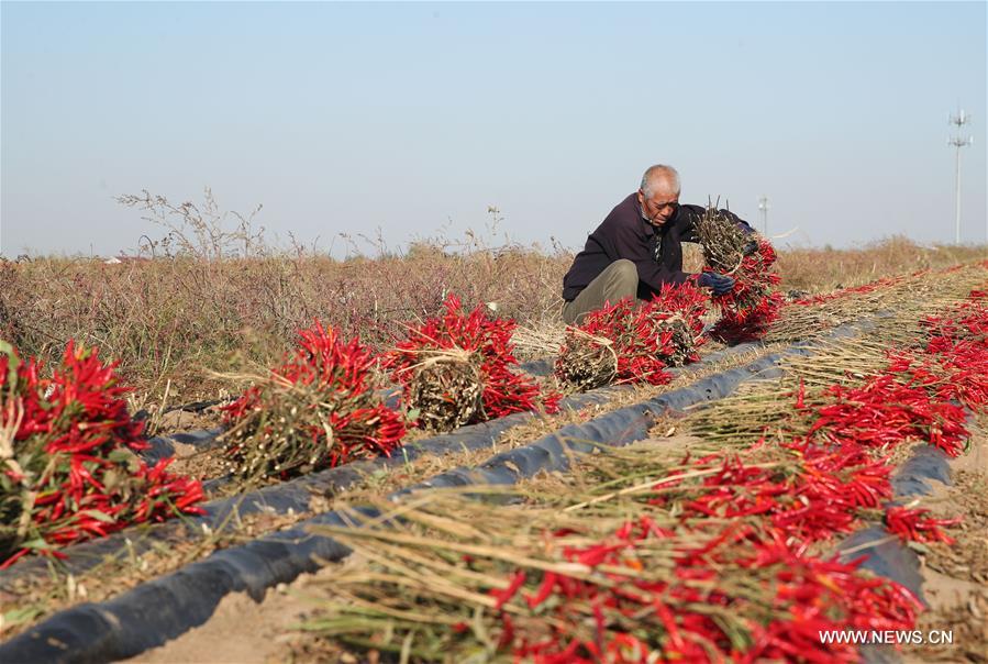 CHINA-LIAONING-FAKU-CHILI PEPPER-HARVEST (CN)