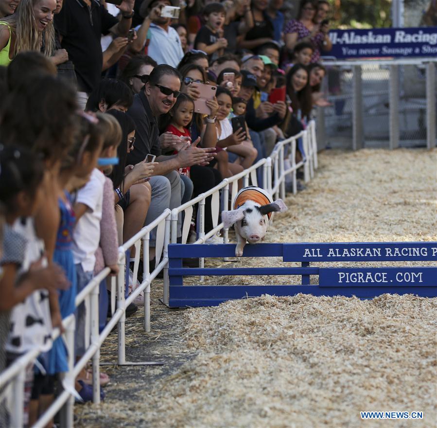 (SP)US-LOS ANGELES-PIG RACE