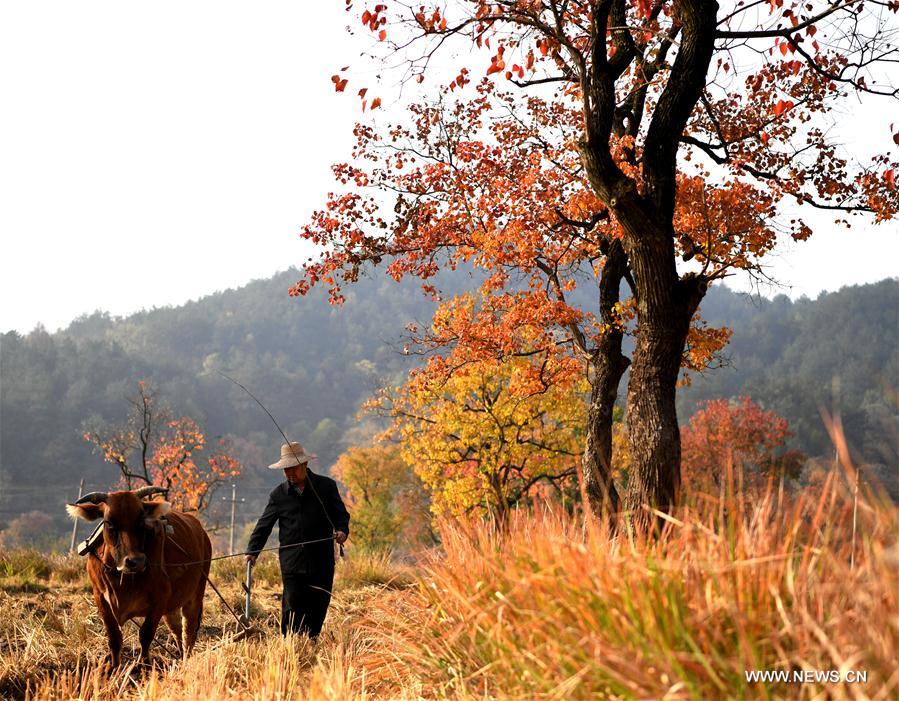 CHINA-HENAN-DABIESHAN MOUNTAIN-AUTUMN SCENERY (CN)