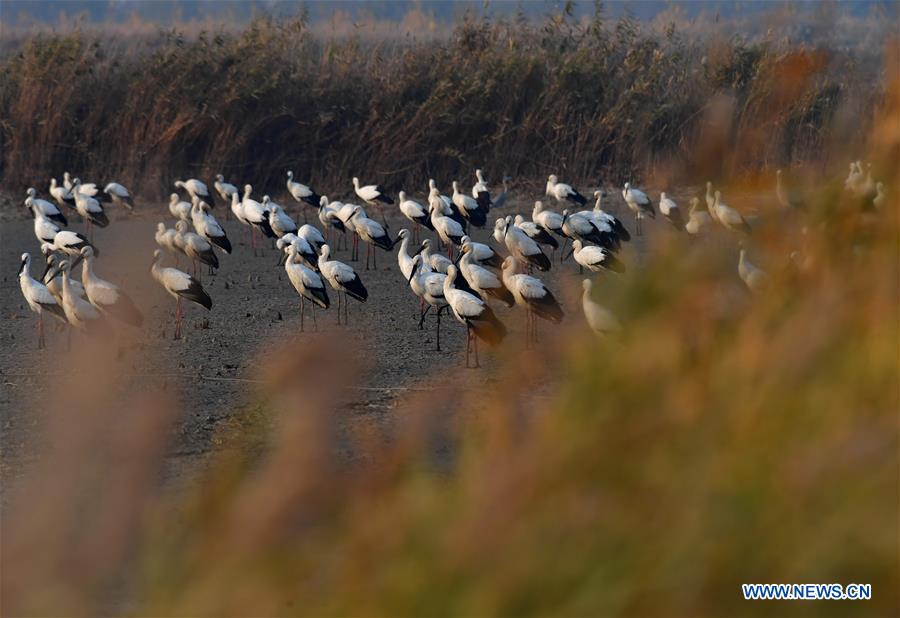 CHINA-HEBEI-WETLAND-ORIENTAL WHITE STORK (CN)