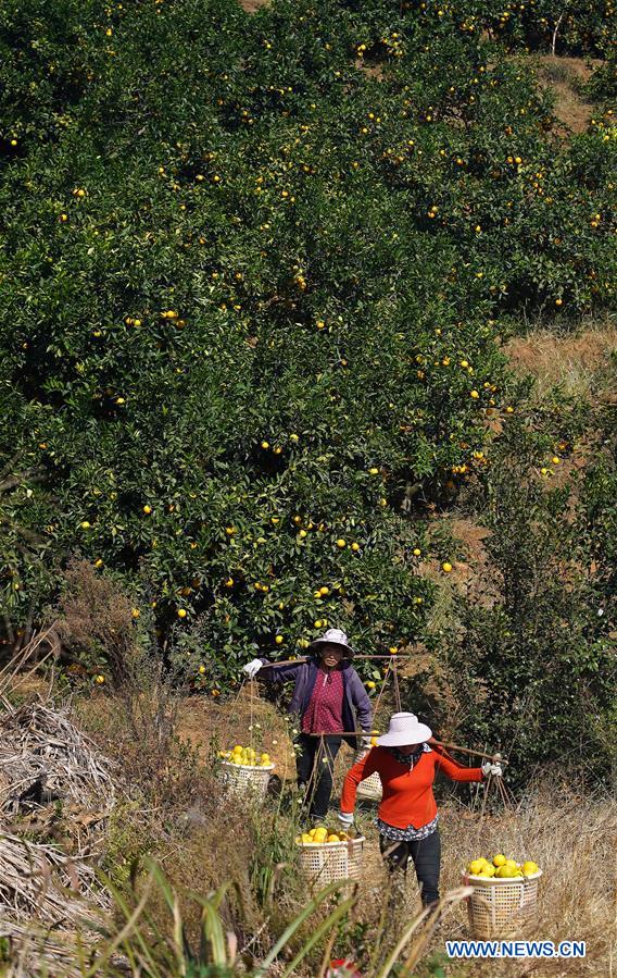 CHINA-JIANGXI-GANZHOU-HARVEST-NAVEL ORANGE (CN)