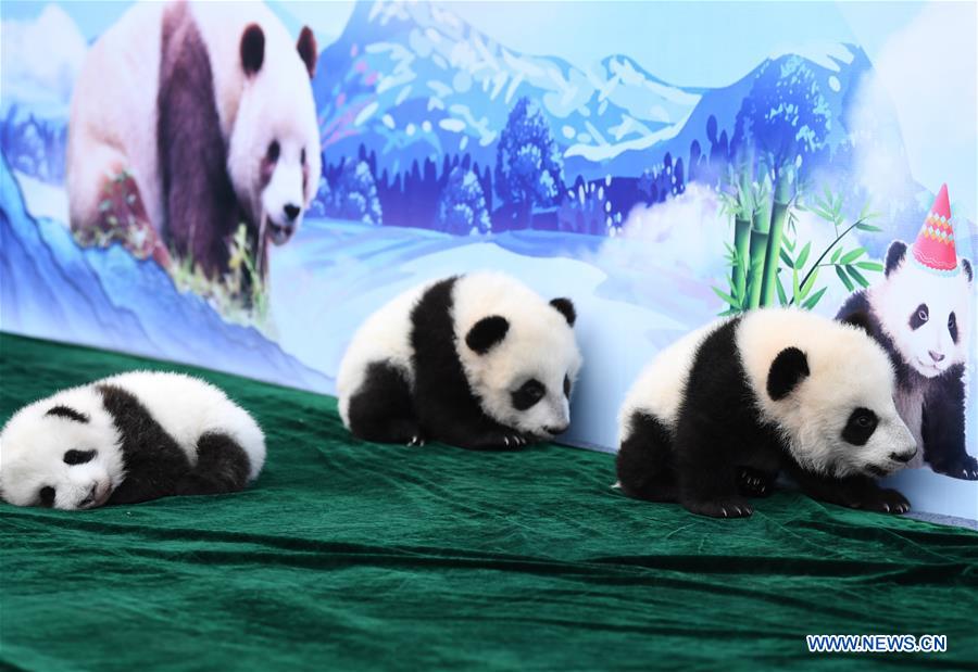 CHINA-SHAANXI-GIANT PANDA-FIRST APPEARANCE (CN)