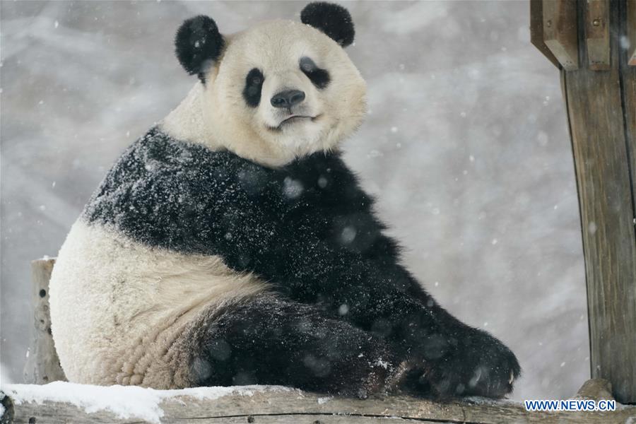 CHINA-HEILONGJIANG-SHANGZHI-SNOW-PANDA (CN)