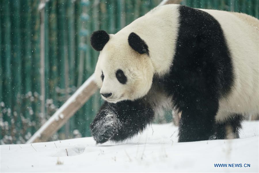 CHINA-HEILONGJIANG-SHANGZHI-SNOW-PANDA (CN)