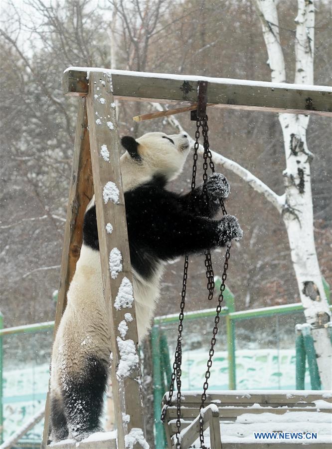 CHINA-HEILONGJIANG-SHANGZHI-SNOW-PANDA (CN)