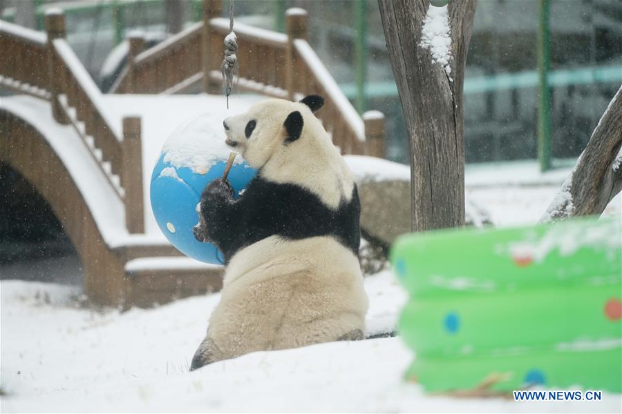 CHINA-HEILONGJIANG-SHANGZHI-SNOW-PANDA (CN)