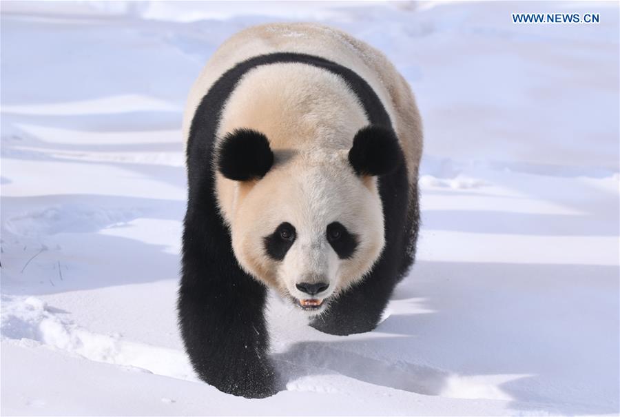 CHINA-JILIN-CHANGCHUN-GIANT PANDA-WINTER-ACTIVITY (CN)