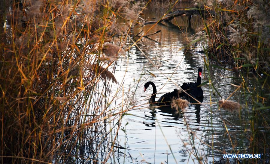 CHINA-SHANDONG-JINAN-WETLAND (CN)