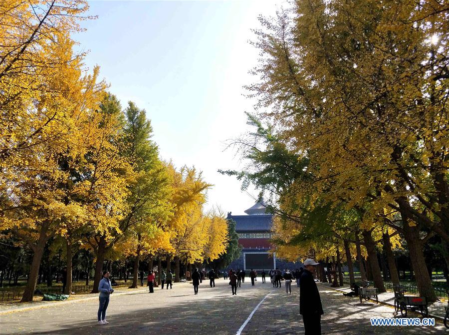 (BeijingCandid)CHINA-BEIJING-AUTUMN (CN)