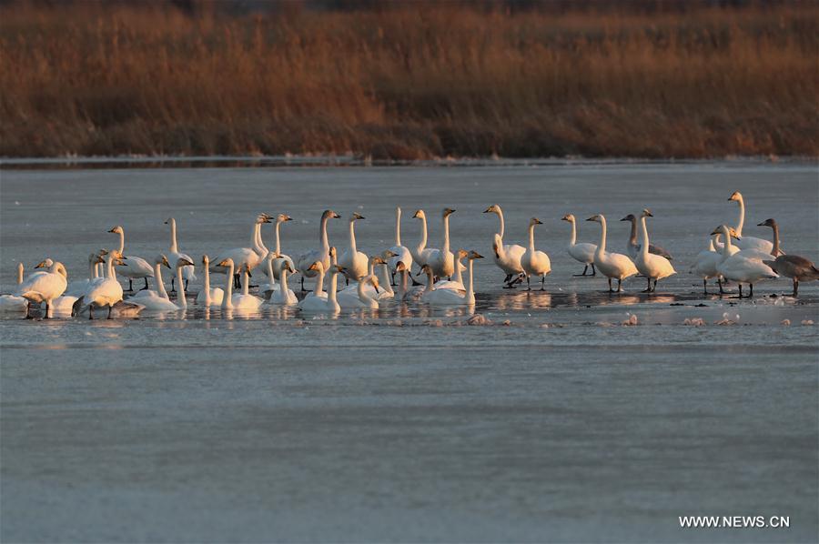 CHINA-HEBEI-HUAILAI-MIGRATORY BIRDS (CN)