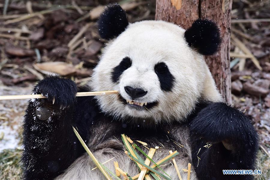 CHINA-QINGHAI-XINING-GIANT PANDA-SNOW (CN)