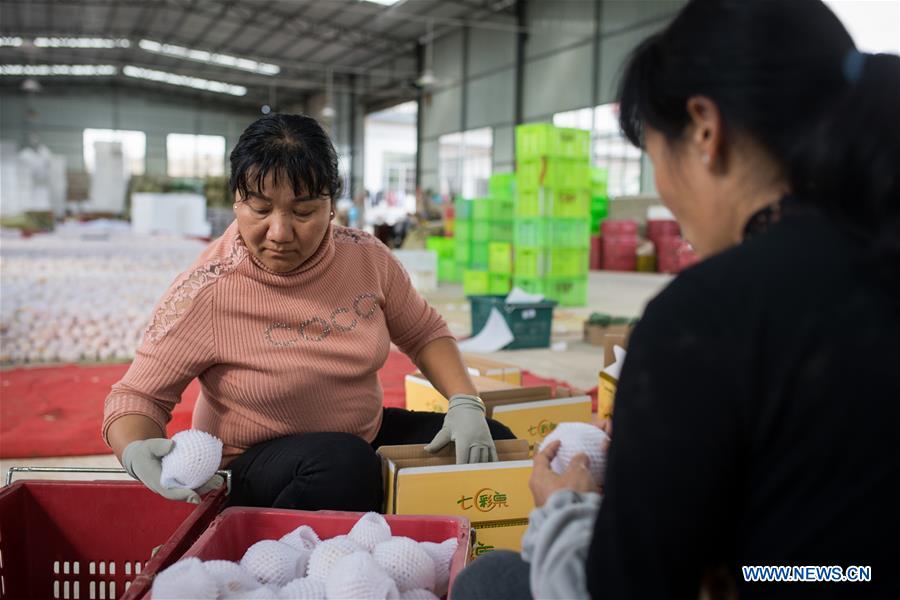 CHINA-YUNNAN-SHILIN-POVERTY ALLEVIATION-PEPINO MELON-INDUSTRY (CN)