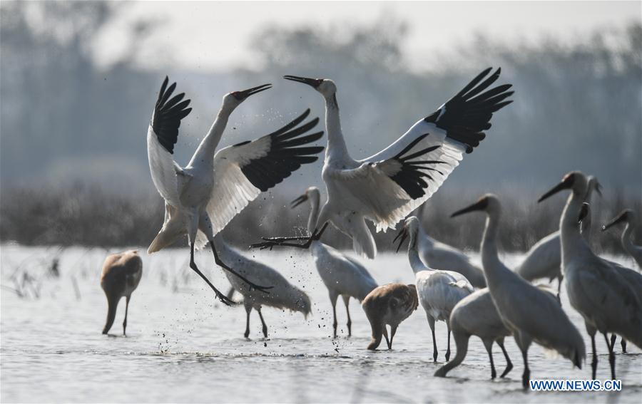 CHINA-JIANGXI-NANCHANG-WHITE CRANE (CN)