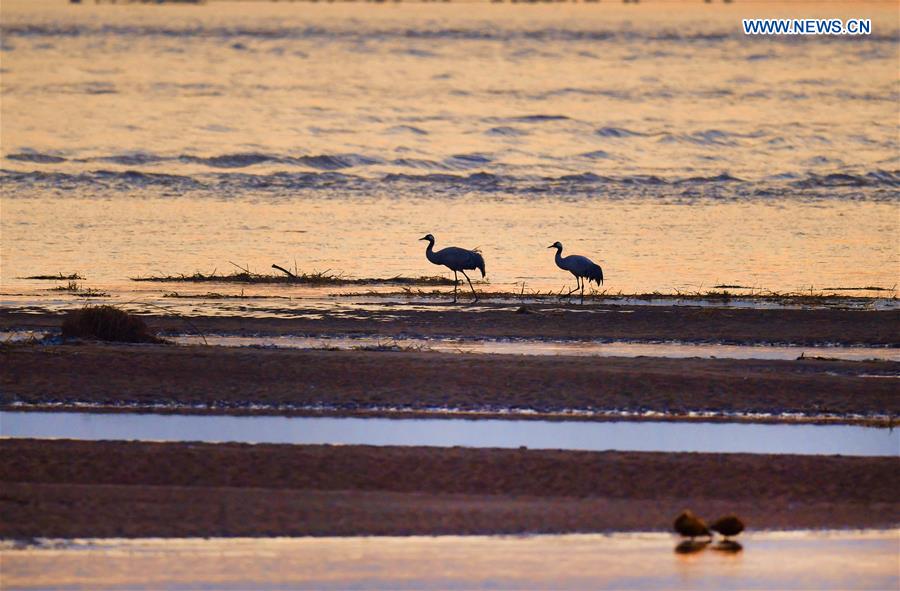 CHINA-SHAANXI-HEYANG-WETLAND-BIRDS (CN)