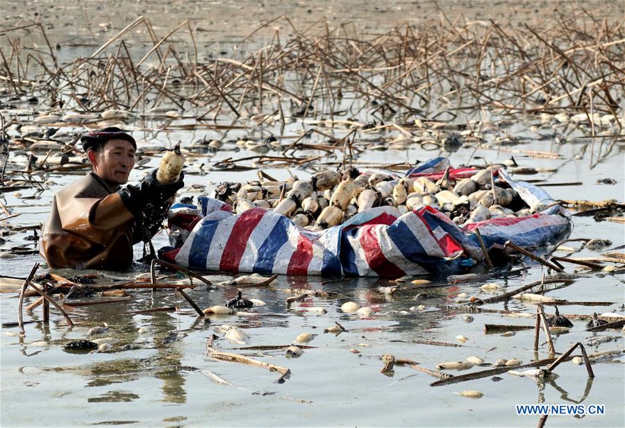 CHINA-ANHUI-LOTUS ROOT-HARVEST (CN)