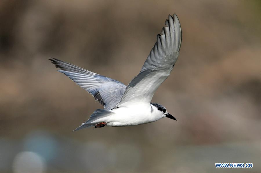 KUWAIT-KUWAIT CITY-BIRDS