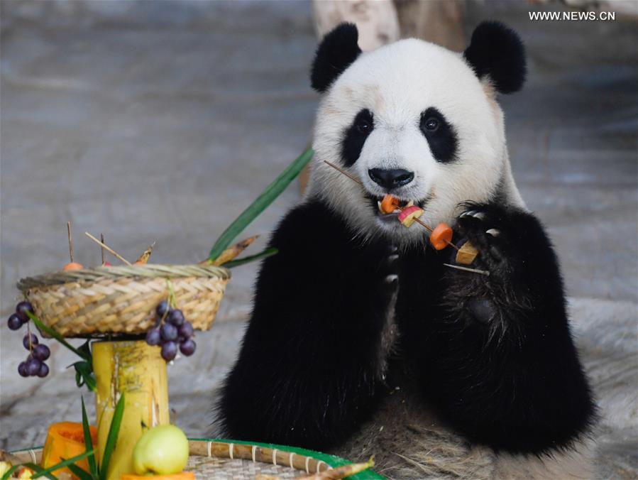 CHINA-HAINAN-HAIKOU-GIANT PANDA (CN)