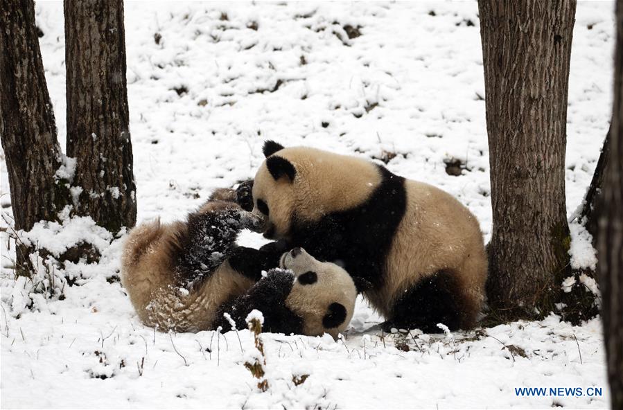 #CHINA-SHAANXI-HANZHONG-SNOW-PANDA (CN)