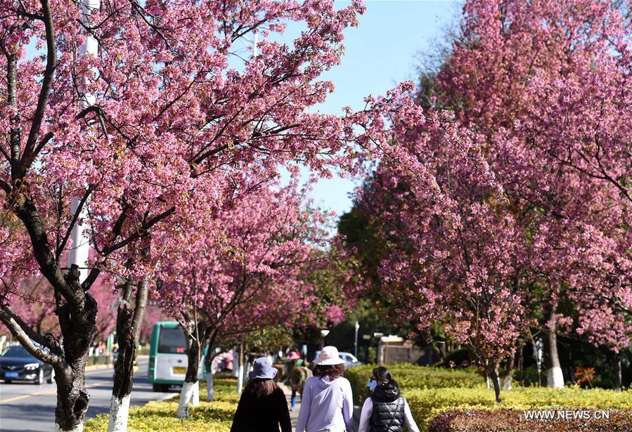 CHINA-YUNNAN-KUNMING-CHERRY BLOSSOM (CN)