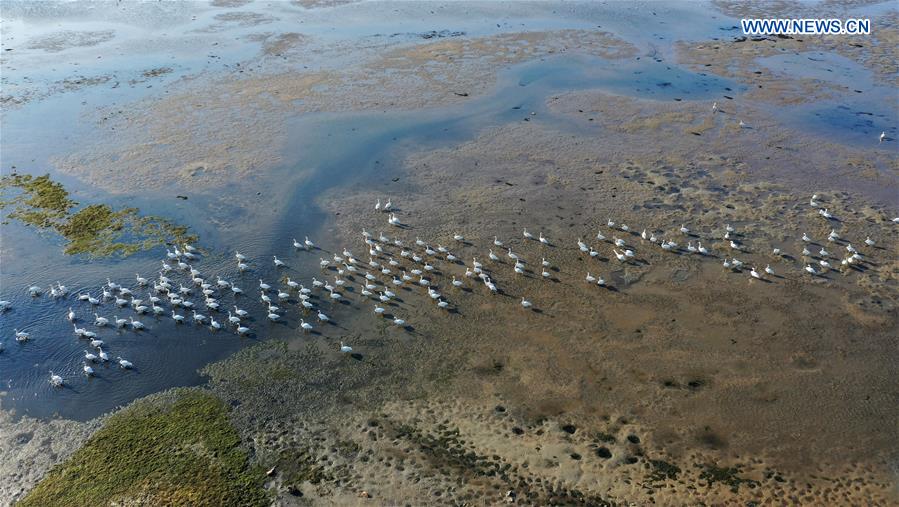 CHINA-SHANDONG-RONGCHENG-WHOOPER SWANS (CN)