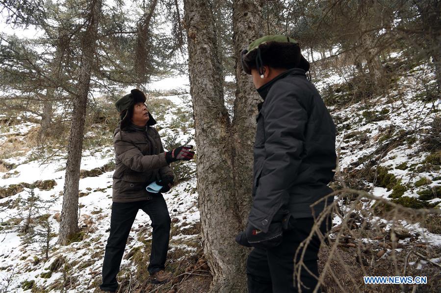 CHINA-GANSU-QILIAN MOUNTAINS-FOREST PROTECTION (CN)