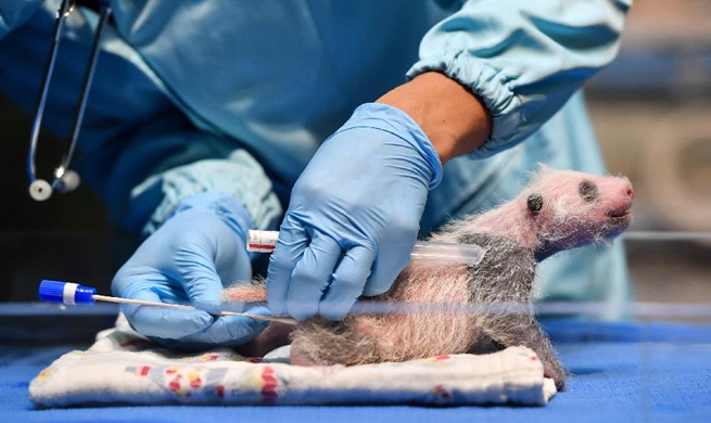 Giant panda cubs take physical examination in Guangzhou