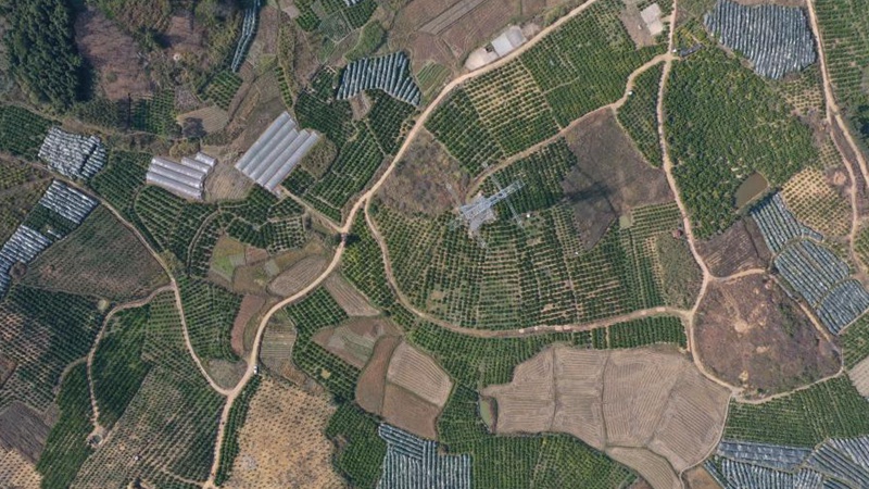 Aerial view of orange orchards in Sipai, Guangxi