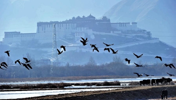 Water birds seen at Lalu wetland in Lhasa, China's Tibet