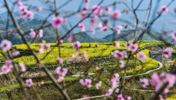 Aerial view of cole flowers in terraced fields in east China's Zhejiang