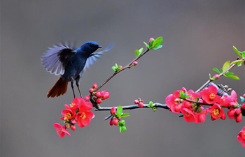 Birds seen at Lushan County, C China's Henan