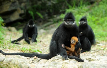 Francois's langurs seen in SW China's Guizhou