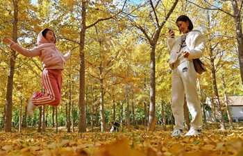 Tourists play with ginkgo leaves in east China's Shandong