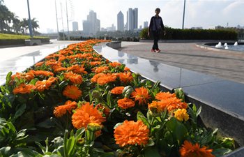 Winter flowers seen in Nanning, south China's Guangxi