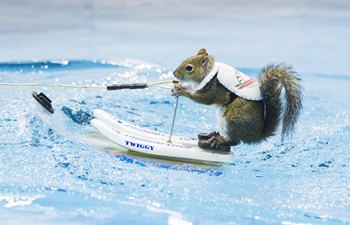 Squirrels perform water-skiing in Toronto