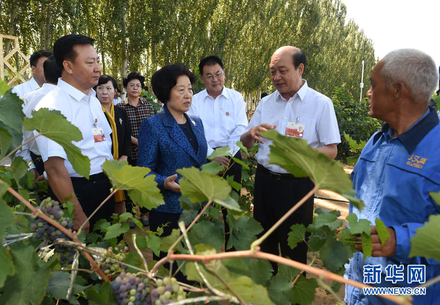 8月9日，中共中央政治局委員、中央統(tǒng)戰(zhàn)部部長(zhǎng)、中央代表團(tuán)副團(tuán)長(zhǎng)孫春蘭率中央代表團(tuán)三分團(tuán)，先后赴內(nèi)蒙古自治區(qū)烏海市、阿拉善盟看望各族干部群眾。這是孫春蘭在烏海市漢森酒業(yè)集團(tuán)的葡萄種植園了解葡萄種植情況。新華社記者 任軍川 攝