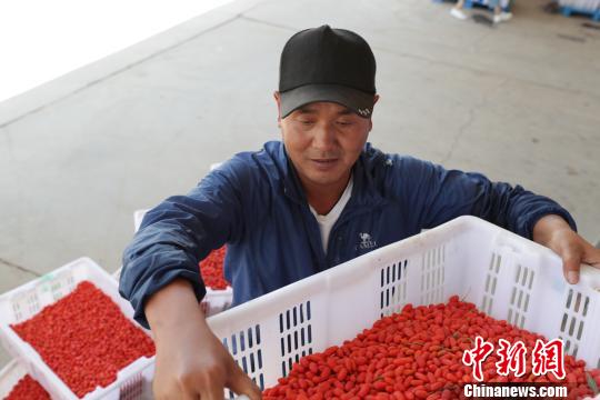 寧夏：枸杞產(chǎn)業(yè)幫助村民摘掉“窮帽子”