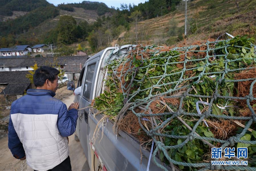 （在習(xí)近平新時(shí)代中國特色社會主義思想指引下·慶祝改革開放40周年·共享發(fā)展·圖文互動）（1）“浙江親人”請心安 白茶苗已種滿山——浙江安吉捐贈四川青川白茶苗種植地探訪