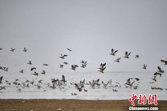 香格里拉“綠肺”納帕海：修復濕地生態(tài)變身候鳥天堂