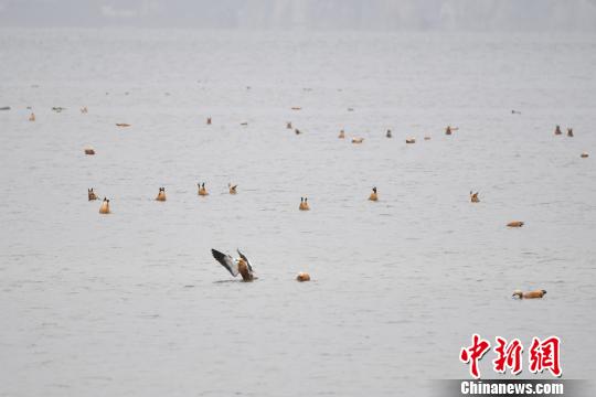 圖為在納帕海濕地棲息的候鳥?！⑷疥?攝