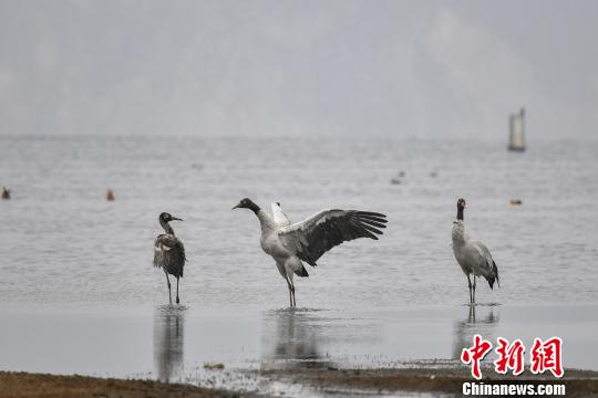 圖為在納帕海濕地棲息的黑頸鶴?！⑷疥?攝