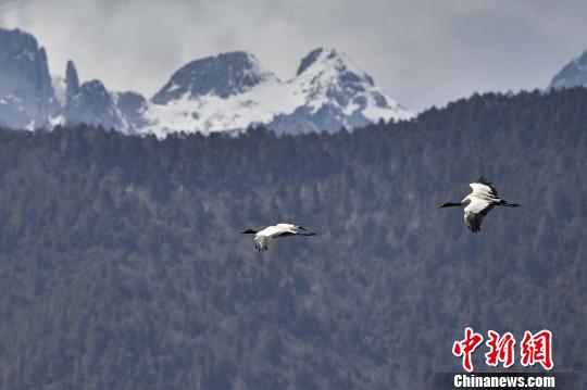 圖為在納帕海濕地上空飛翔的黑頸鶴?！⑷疥?攝