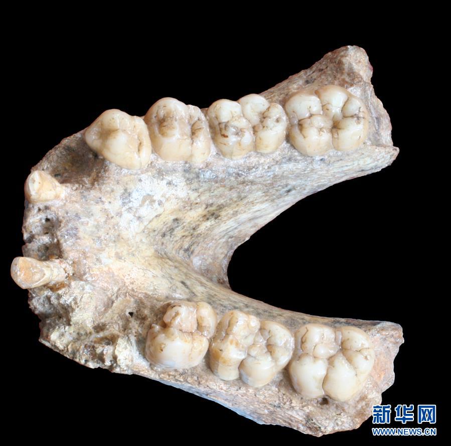 （圖文互動）（2）科學家成功從190萬年前巨猿化石中提取到遺傳物質(zhì)