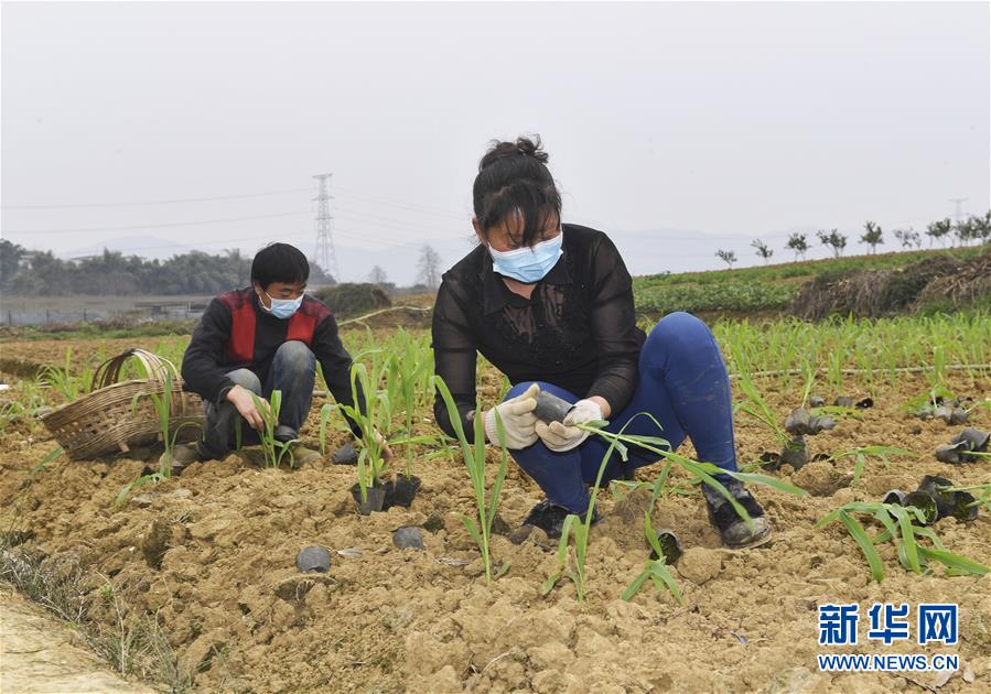 （在習(xí)近平新時(shí)代中國特色社會主義思想指引下——新時(shí)代新作為新篇章·習(xí)近平總書記關(guān)切事·圖文互動）（5）為農(nóng)田注入硬核生產(chǎn)力——一些地方春耕中農(nóng)業(yè)科技創(chuàng)新掃描