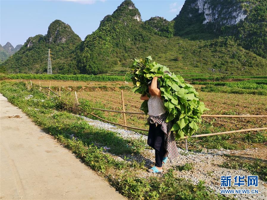 （決戰(zhàn)決勝脫貧攻堅·圖文互動）桑蠶織出“致富網(wǎng)”——桂西邊境山村走訪見聞