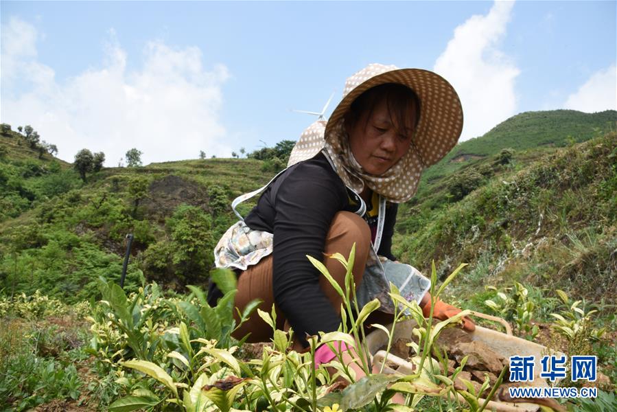 （新華全媒頭條·圖文互動(dòng)）（14）初夏，循著總書記的腳步探訪產(chǎn)業(yè)扶貧新事