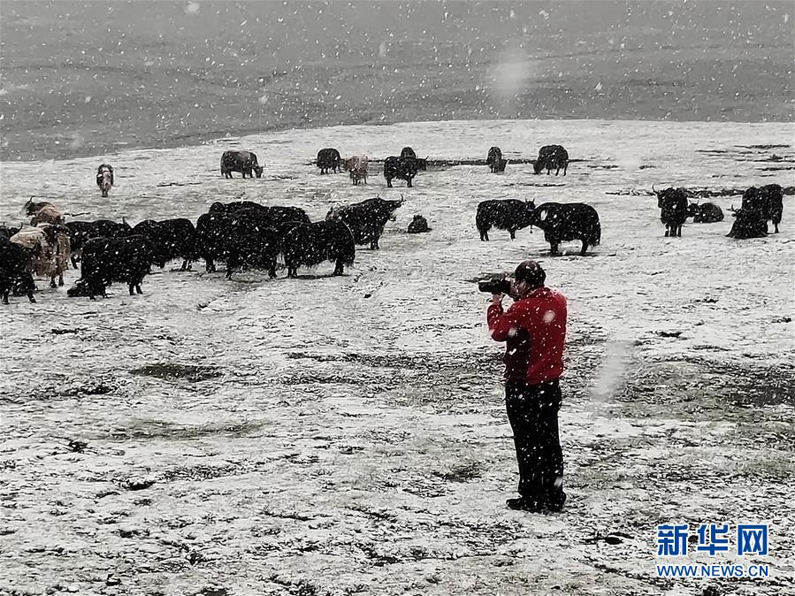 （新時代擔(dān)當(dāng)作為典型·圖文互動）（3）草地生態(tài)專家趙新全：情深不舍三江源