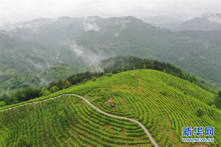 （走向我們的小康生活·圖文互動）（8）綠了青山，紅了日子——秦巴山區(qū)群眾繪出小康“調色板”