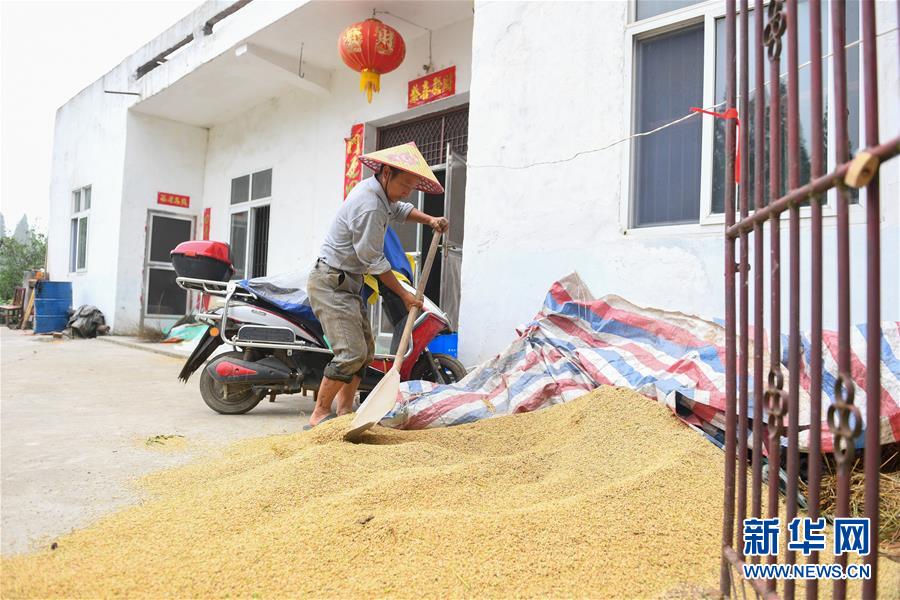 （新華視點·聚焦餐桌外的浪費·圖文互動）（2）農(nóng)戶儲糧損失達(dá)8%！設(shè)施普遍簡陋，蟲害霉變堪憂