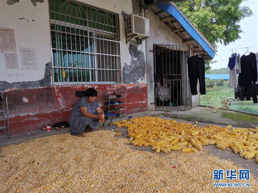 （新華視點·聚焦餐桌外的浪費·圖文互動）（3）農(nóng)戶儲糧損失達(dá)8%！設(shè)施普遍簡陋，蟲害霉變堪憂