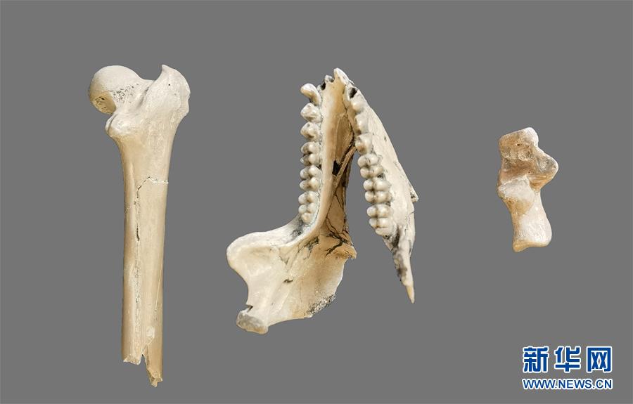 （圖文互動(dòng)）（1）云南昭通發(fā)現(xiàn)640萬(wàn)年前最接近金絲猴祖先的化石